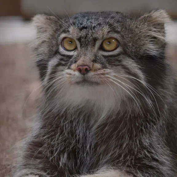 A photograph of a Pallas's cat in Nogeyama Zoo
