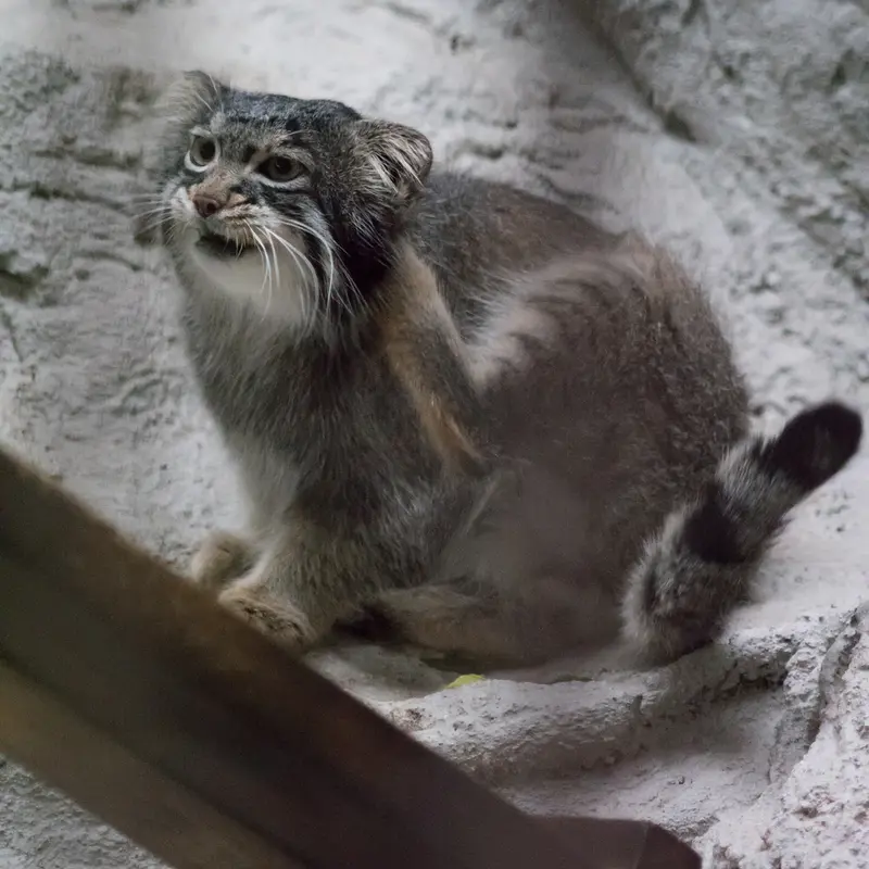 A photograph of Figa in Nogeyama Zoo