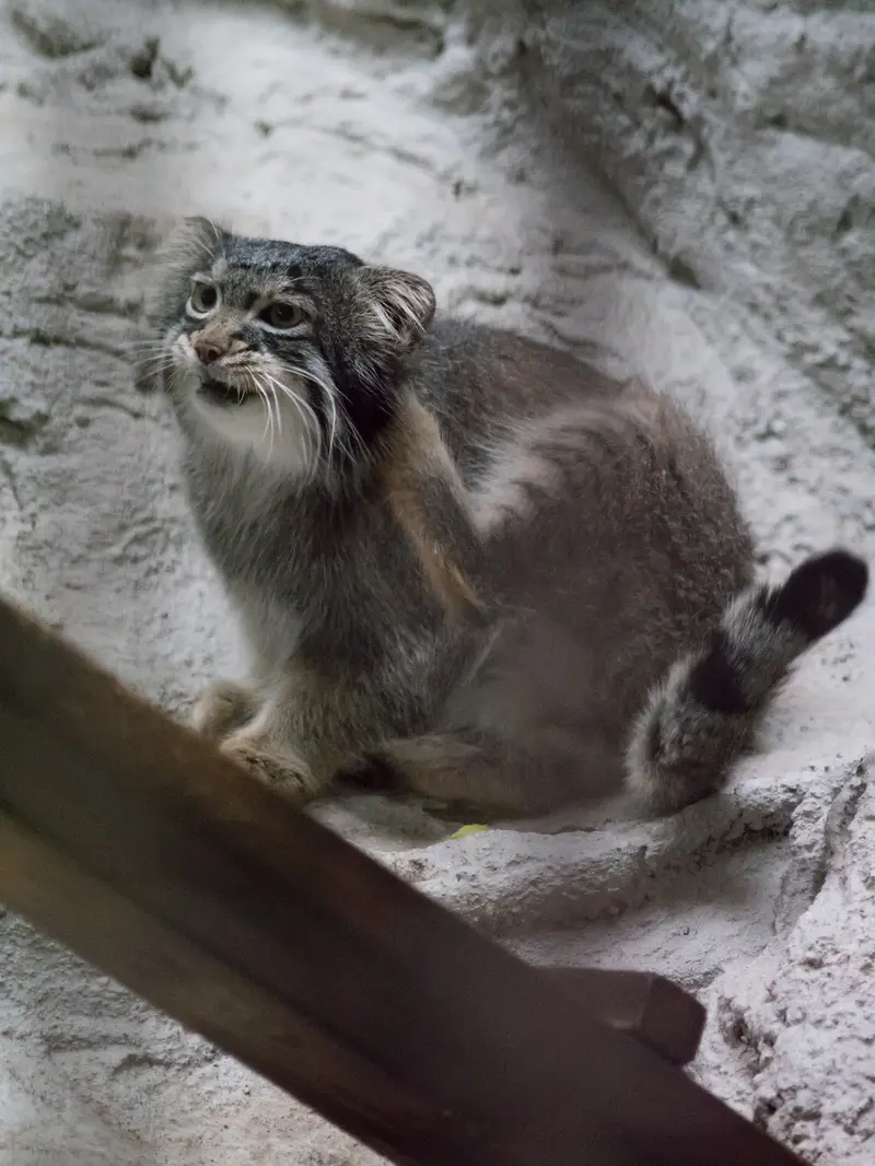 A photograph of Figa in Nogeyama Zoo