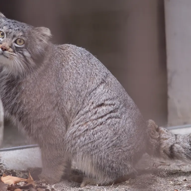 A photograph of Figa in Nogeyama Zoo