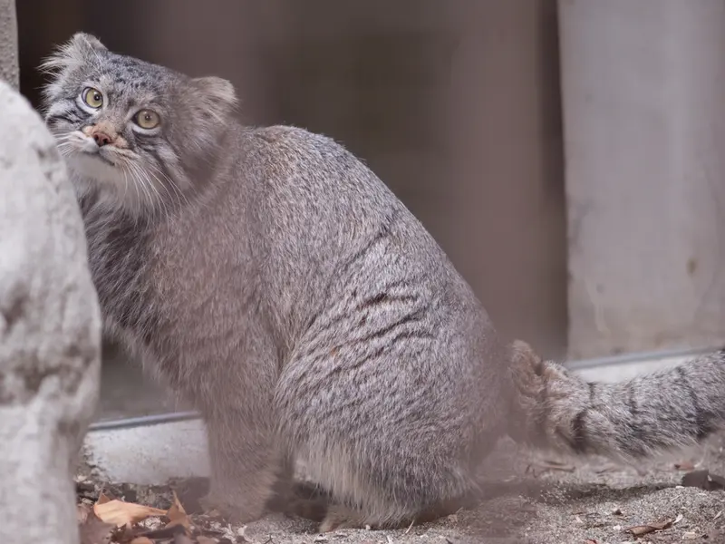 A photograph of Figa in Nogeyama Zoo