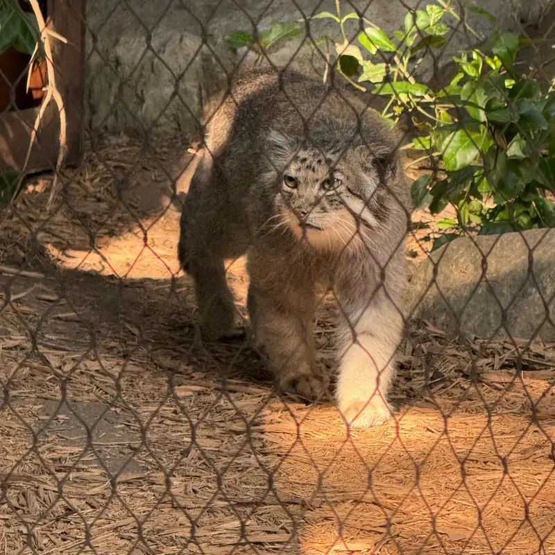 A photograph of Batu in Prospect Park Zoo