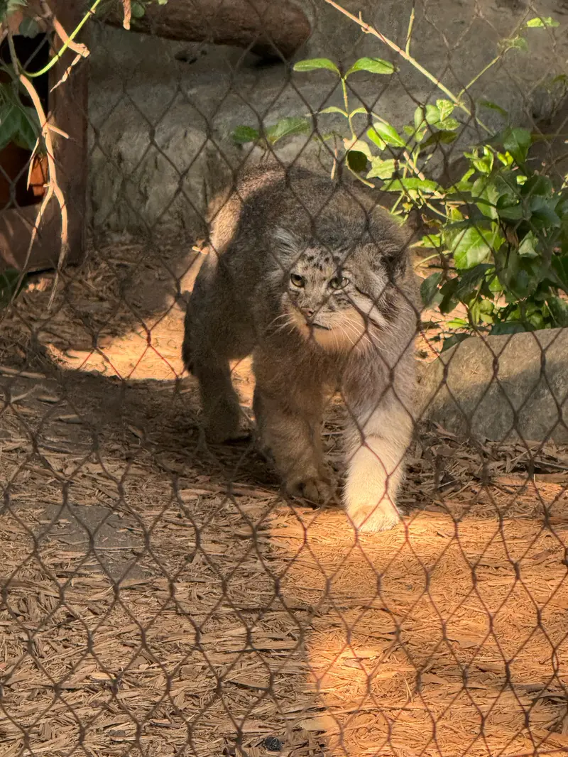 A photograph of Batu in Prospect Park Zoo