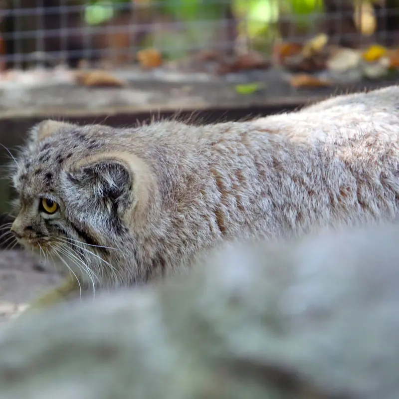 A photograph of Kitten of Alani b.2026 Ⅰ in Košice Zoo