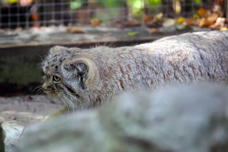A photograph of Kitten of Alani b.2026 Ⅰ in Košice Zoo