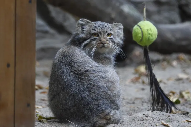 A photograph of a Pallas's cat in Novosibirsk Zoo
