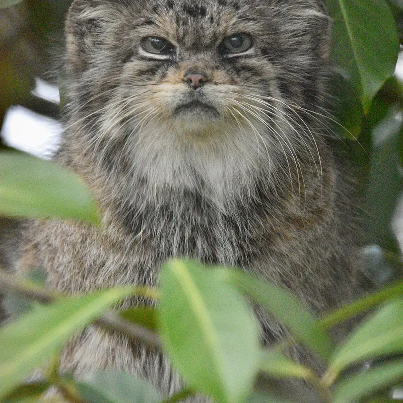 A photograph of Jochi in Howletts Wild Animal Park