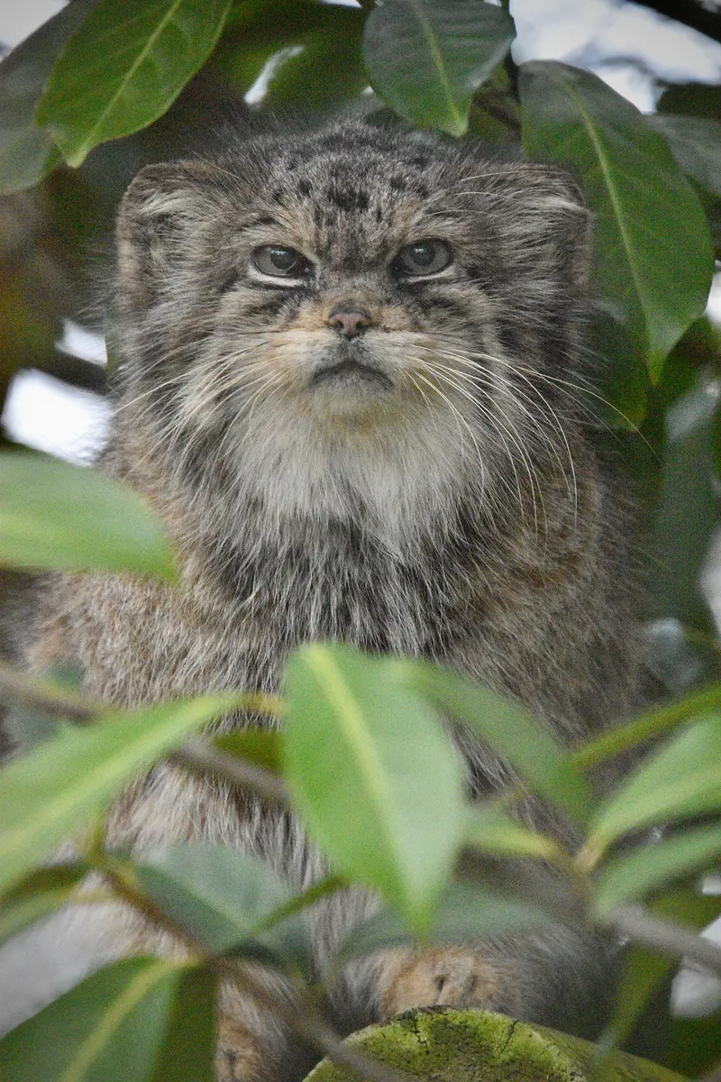 A photograph of Jochi in Howletts Wild Animal Park