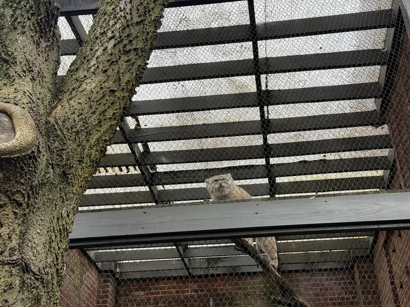 A photograph of Batu in Prospect Park Zoo