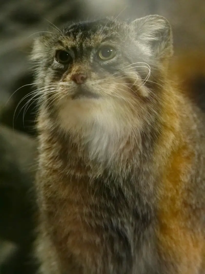 A photograph of Primula in Ueno Zoological Gardens