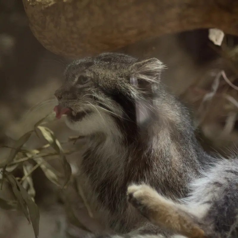 A photograph of Klyon in Ueno Zoological Gardens