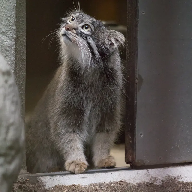 A photograph of Figa in Nogeyama Zoo