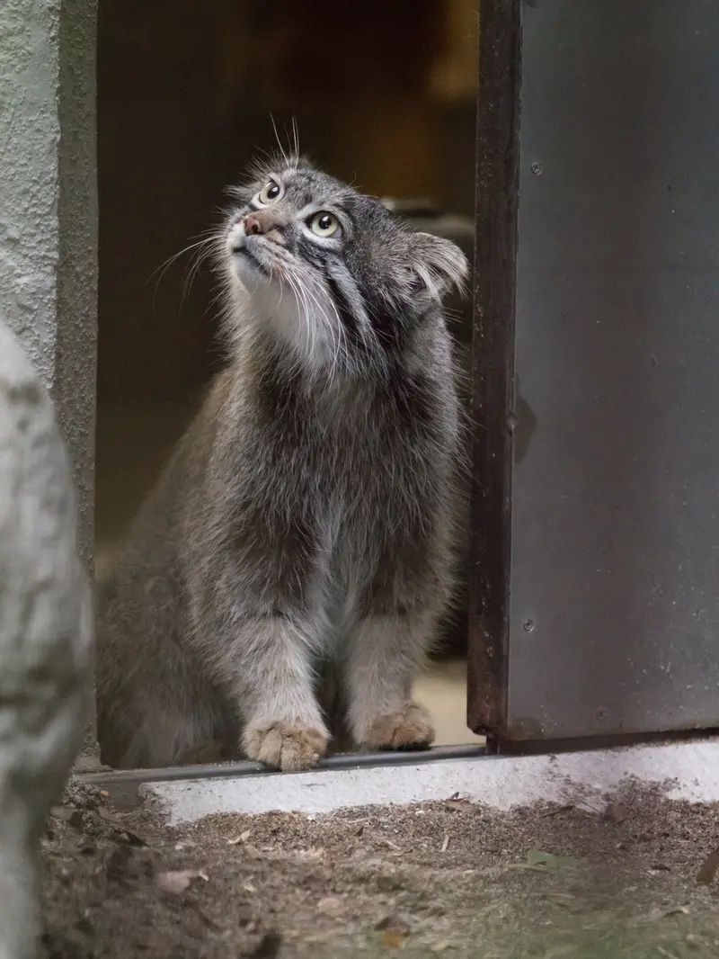 A photograph of Figa in Nogeyama Zoo