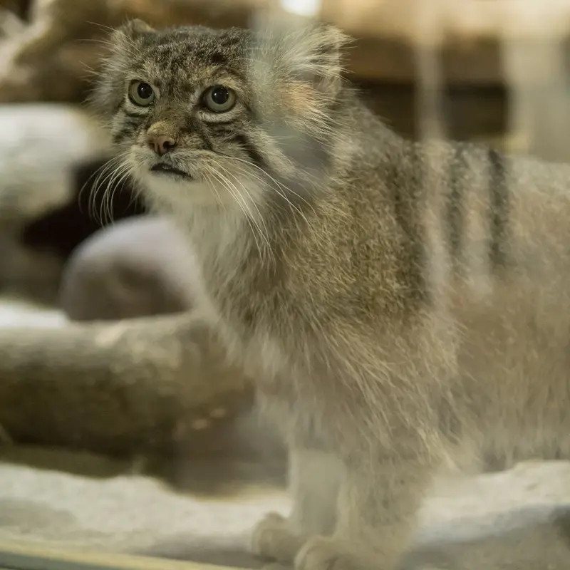 A photograph of Klyon in Ueno Zoological Gardens