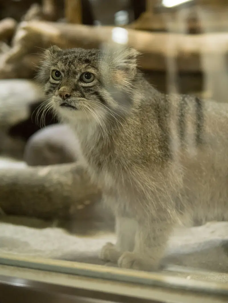 A photograph of Klyon in Ueno Zoological Gardens