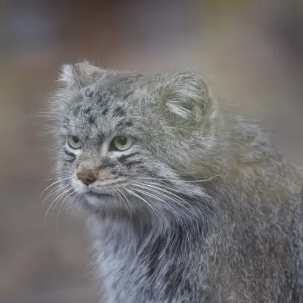 A photograph of Bo in Cheyenne Mountain Zoo