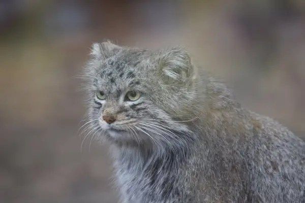 A photograph of Bo in Cheyenne Mountain Zoo