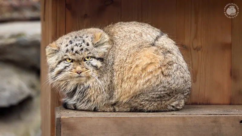 A photograph of Ginger in Novosibirsk Zoo