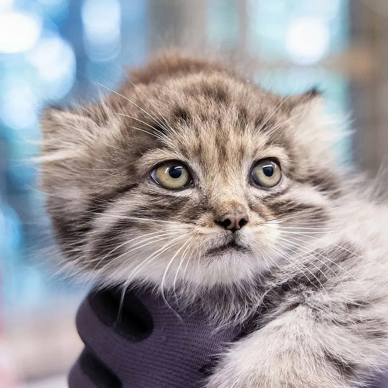 Daugher of Mimi b.2026 Ⅰ the Pallas's cat from Korkeasaari Zoo