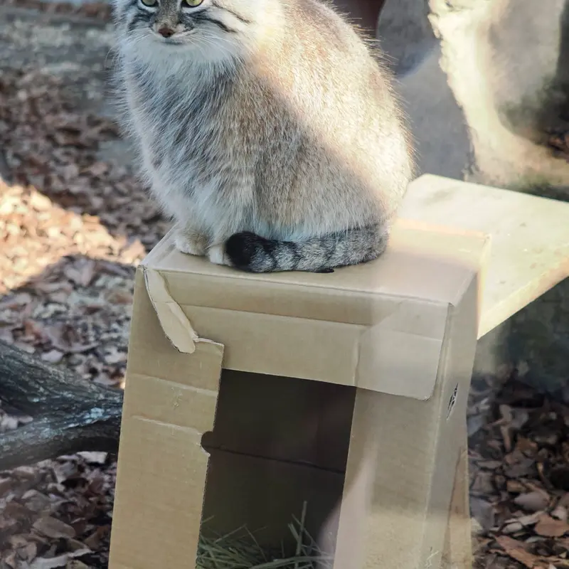 A photograph of Oliva in Saitama Children's Zoo
