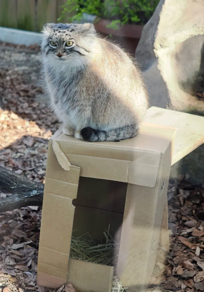 A photograph of Oliva in Saitama Children's Zoo
