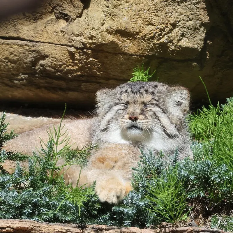 A photograph of a Pallas's cat
