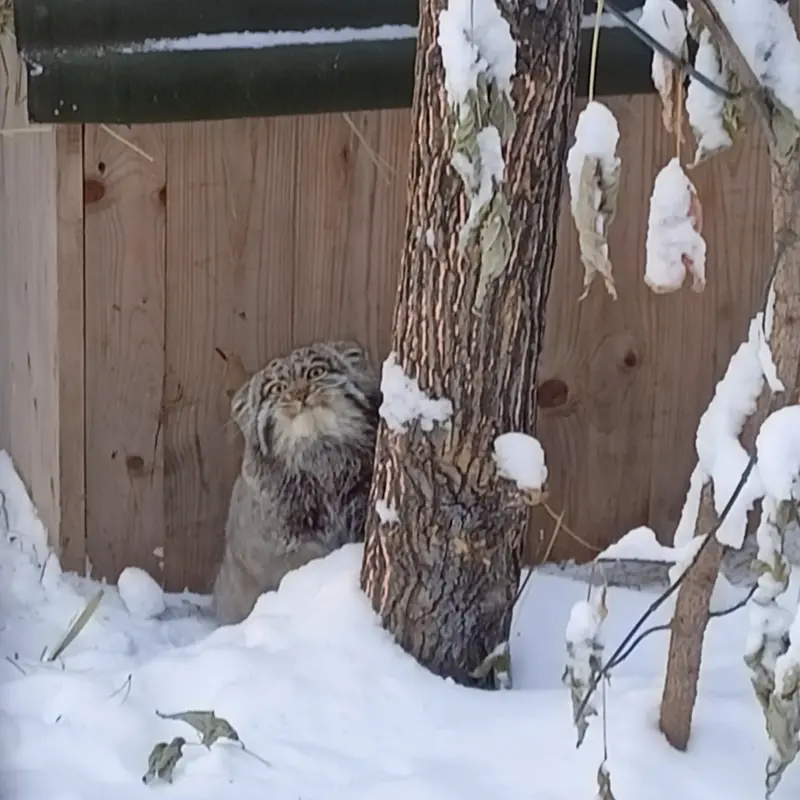 A photograph of Grey in Novosibirsk Zoo