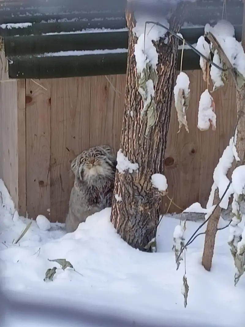 A photograph of Grey in Novosibirsk Zoo
