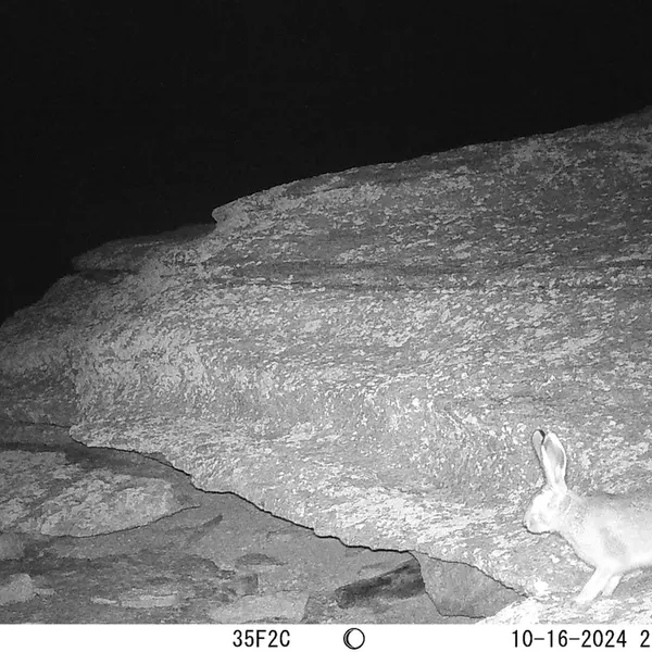 A photograph of Hare from Bektauata 1 camera trap