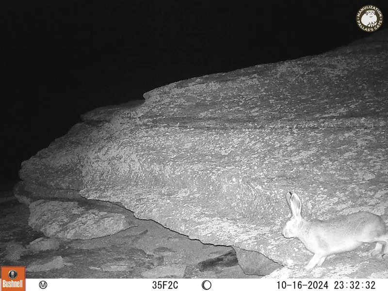A photograph of Hare from Bektauata 1 camera trap