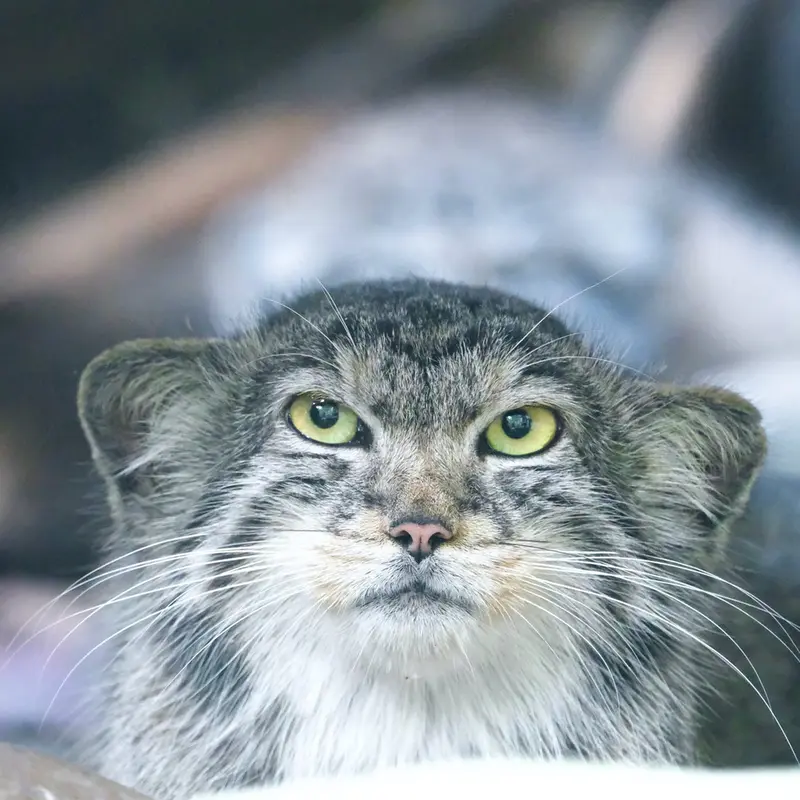 A photograph of Zaya in Banham Zoo
