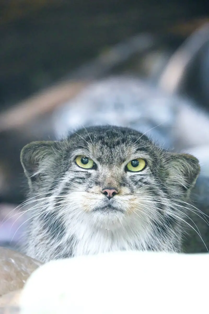 A photograph of Zaya in Banham Zoo
