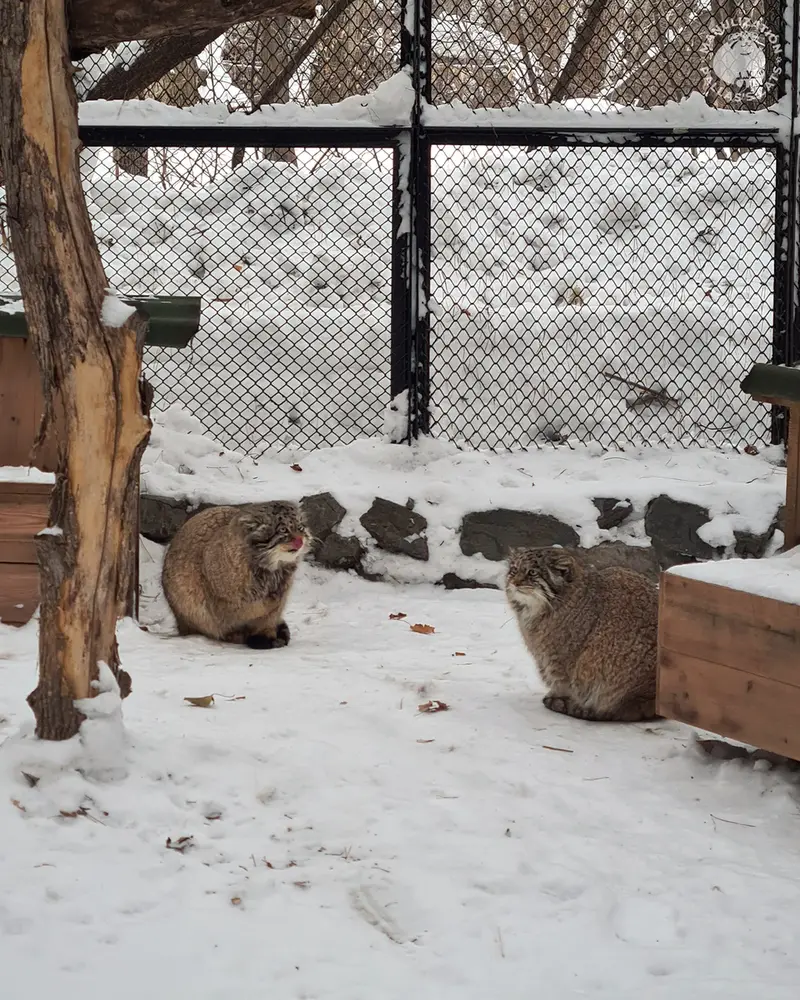A photograph of George and Mia in Novosibirsk Zoo