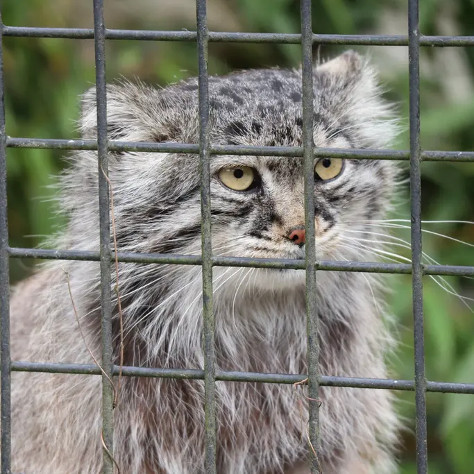 A photograph of Aldan in Zie-Zoo