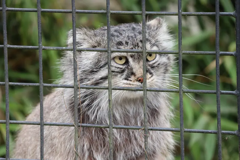 A photograph of Aldan in Zie-Zoo