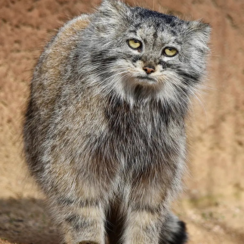 A photograph of Prinsessa in Prague Zoo