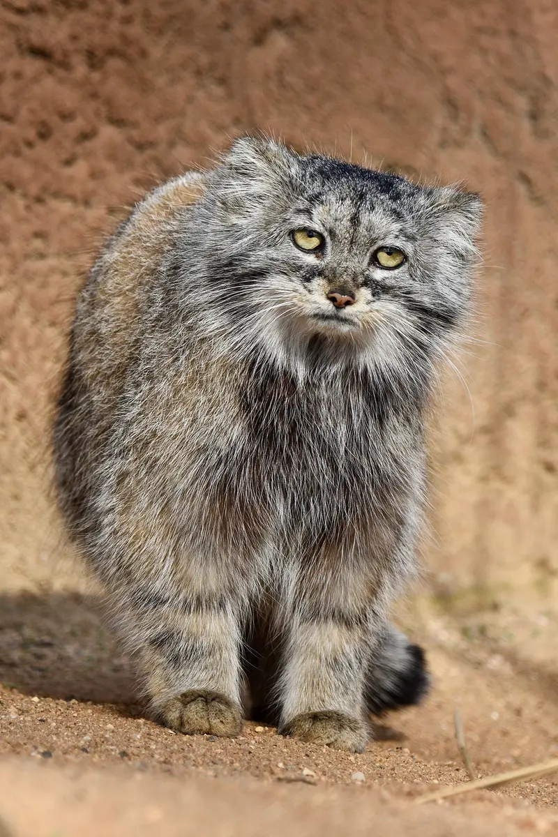 A photograph of Prinsessa in Prague Zoo