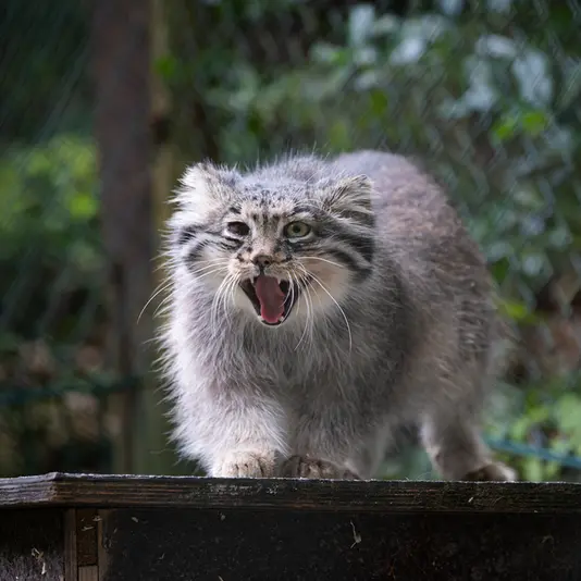 A photograph of Batu in Opel Zoo