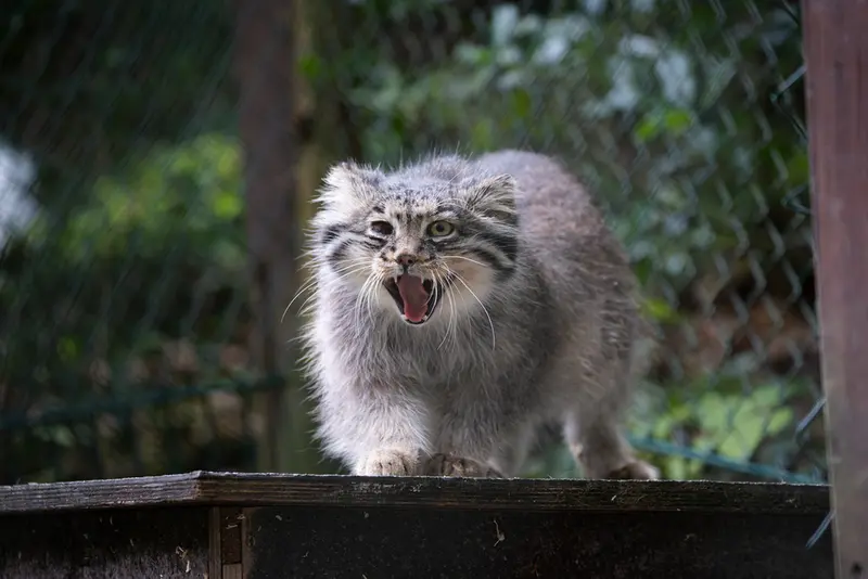 A photograph of Batu in Opel Zoo