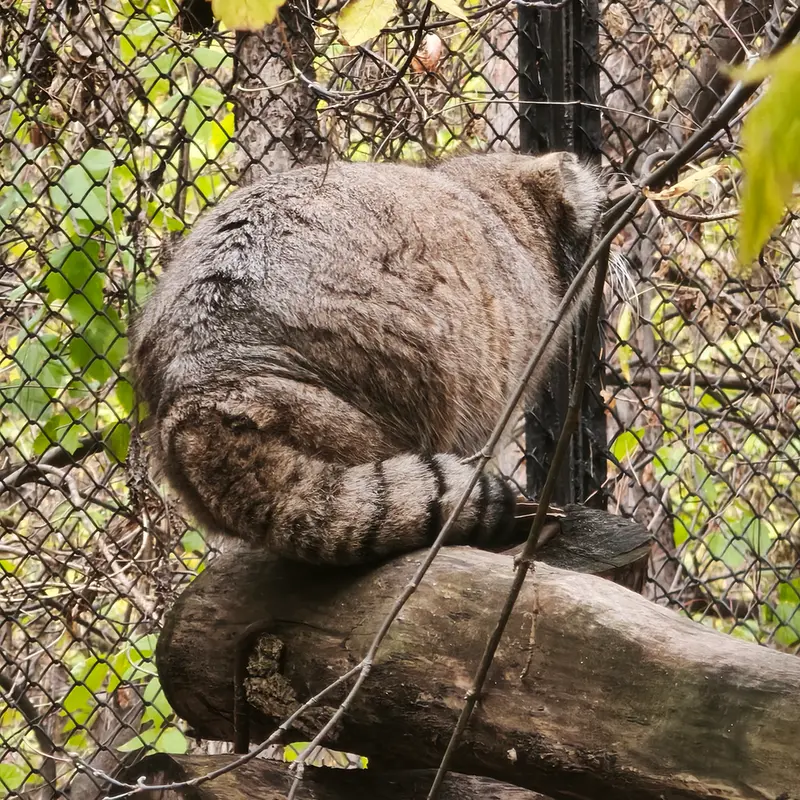 A photograph of Zosya in Novosibirsk Zoo