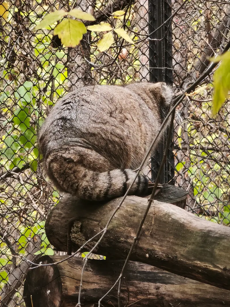 A photograph of Zosya in Novosibirsk Zoo