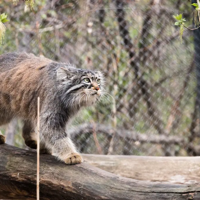 A photograph of Zosya in Novosibirsk Zoo