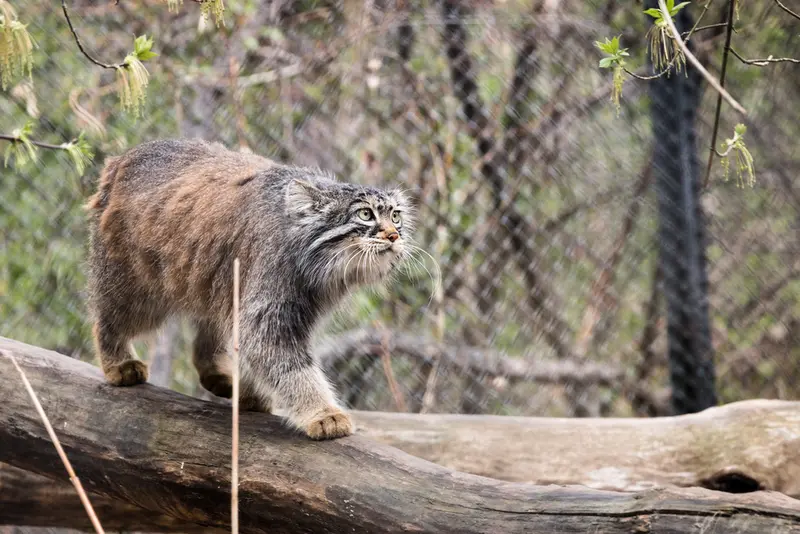 A photograph of Zosya in Novosibirsk Zoo
