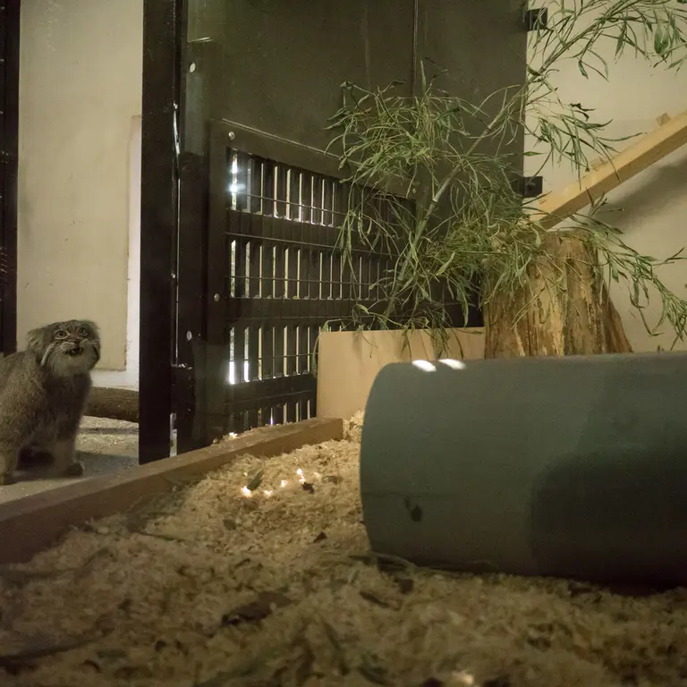 A photograph of Figa in Nogeyama Zoo