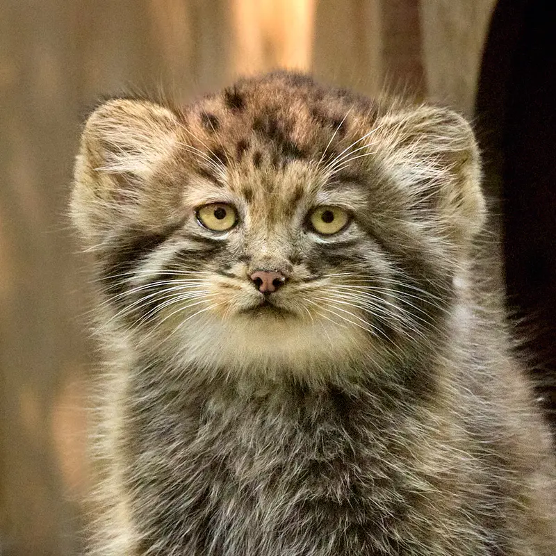 A photograph of Daughter of Snezhana b.2026 Ⅱ in Novosibirsk Zoo