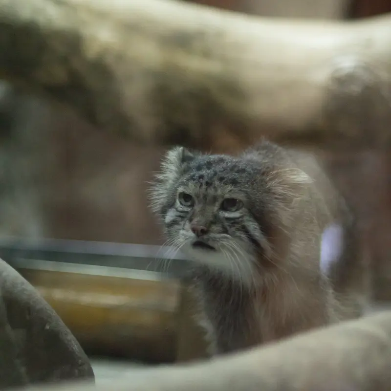 A photograph of Klyon in Ueno Zoological Gardens