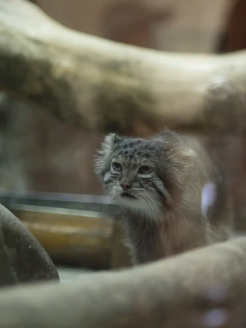 A photograph of Klyon in Ueno Zoological Gardens