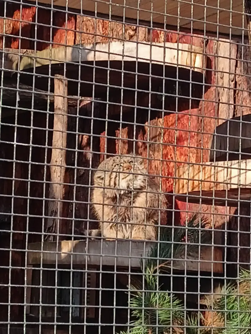 A photograph of Sven in Leningrad zoo