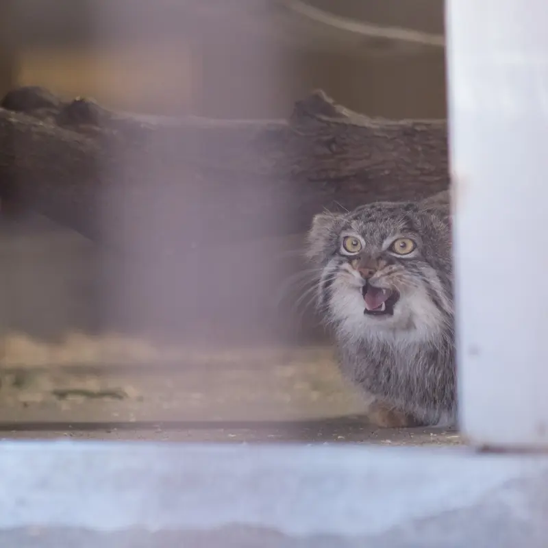 A photograph of Figa in Nogeyama Zoo