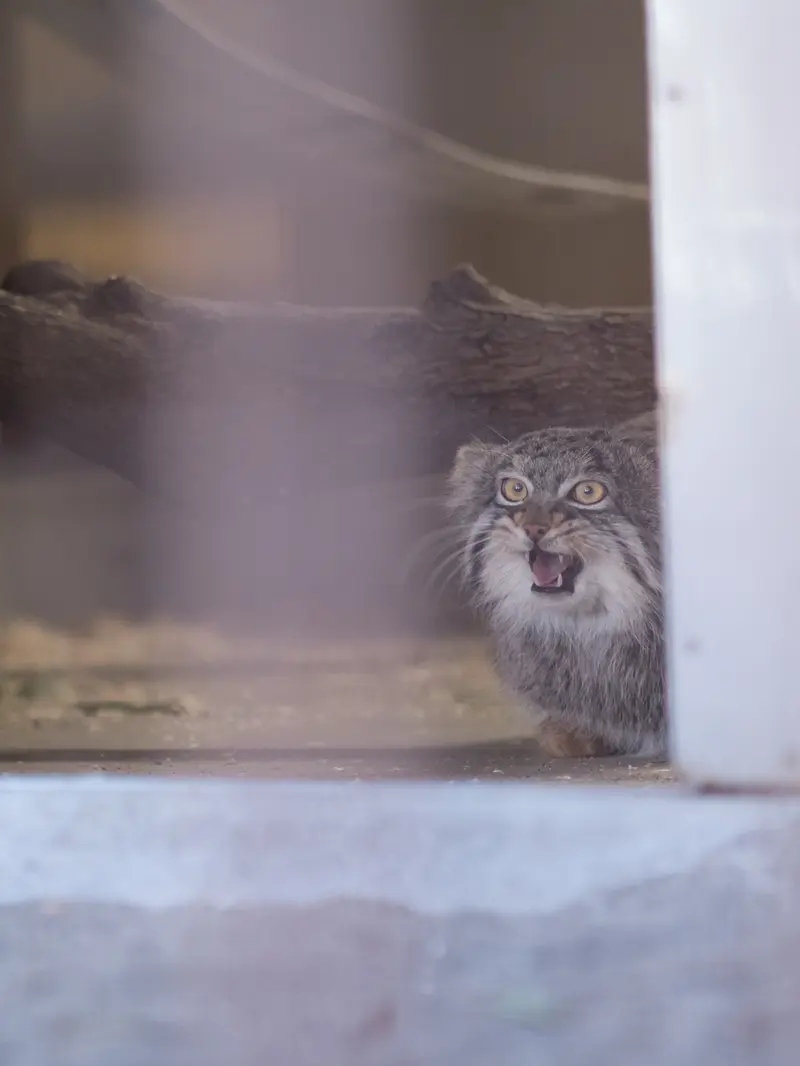 A photograph of Figa in Nogeyama Zoo